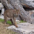 A beautiful wild cat