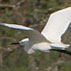 Herons take to the sky!